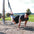 a man performing ab exercises with a suspension trainer in a park